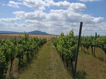 Prodej sadu/vinice, Starovice, 13493 m2