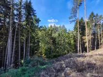 Prodej lesa, Žďár, 233155 m2