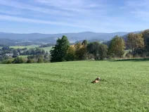 Prodej louky, Stachy, 15932 m2