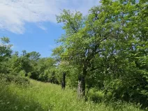 Prodej sadu/vinice, Koryčany, 4253 m2