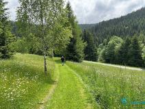 Prodej lesa, Krásná, 21810 m2