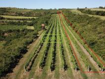 Prodej sadu/vinice, Starovice, 2166 m2