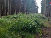 Prodej lesa, Bernartice - Zběšice, 3179 m2