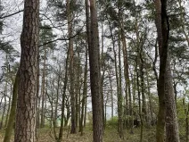 Prodej lesa, Hradiště, 3845 m2