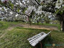 Prodej pozemku pro bydlení, Bílé Poličany, 2980 m2