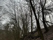 Prodej podílu lesa, Luka, 3584 m2