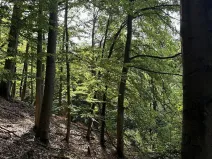 Prodej lesa, Loučky, 4938 m2