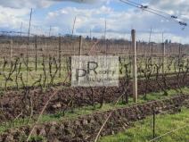 Prodej sadu/vinice, Drnholec, 550 m2