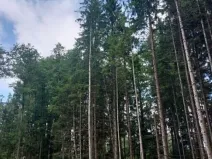 Prodej lesa, Bohdalín, 2728 m2