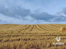 Prodej pole, Záhornice, 6270 m2