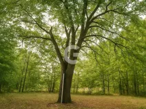 Prodej zahrady, Újezdec, 1891 m2