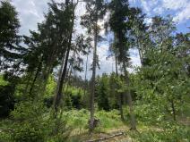 Prodej lesa, Blížejov - Lštění, 4152 m2