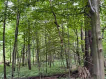 Prodej podílu lesa, Staříč, 16254 m2