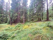 Prodej pole, Krásná, 11900 m2