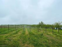 Prodej pozemku, Blatnice pod Svatým Antonínkem, 2471 m2