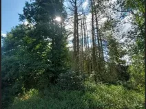 Prodej lesa, Ústrašín, 194 m2