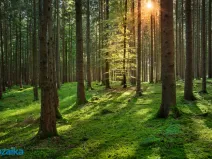 Prodej lesa, Strážná, 58908 m2