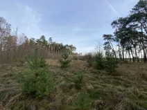 Prodej lesa, Kostelní Lhota, 9438 m2