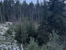 Prodej lesa, Vacov, 14711 m2