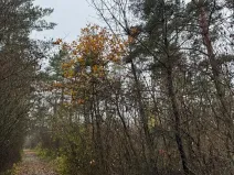 Prodej lesa, Budyně nad Ohří, 3677 m2