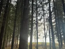 Prodej podílu lesa, Francova Lhota, 1929 m2