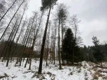 Prodej pozemku, Veliny, 1630 m2