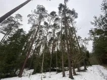 Prodej lesa, Veliny, 16002 m2