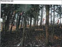 Prodej podílu lesa, Jihlava, 11793 m2