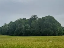 Prodej lesa, Člunek, 6238 m2