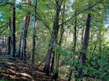 Prodej lesa, Dolní Vilémovice, 5435 m2