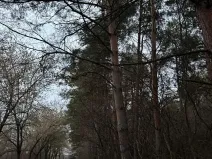 Prodej podílu lesa, Vinaře, 10883 m2