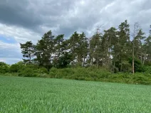 Prodej lesa, Blížejov - Lštění, 1122 m2