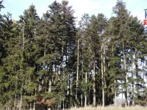 Prodej lesa, Letiny - Svárkov, 10142 m2