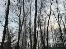 Prodej podílu lesa, Břehy, 1092 m2