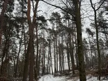 Prodej lesa, Stříbrnice, 2595 m2