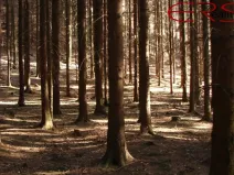 Prodej lesa, Hrdlív, 60268 m2