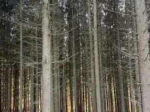 Prodej podílu lesa, Stará Paka, 4610 m2