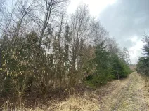 Prodej lesa, Kolinec - Buršice, 5195 m2