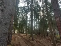 Prodej lesa, Načeradec, 450 m2