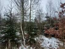 Prodej lesa, Kámen, 3212 m2