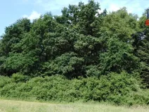 Prodej lesa, Spálené Poříčí - Záluží, 9268 m2