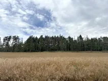 Prodej lesa, Rybníky, 27968 m2