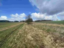 Dražba pole, Popelín, 5555 m2