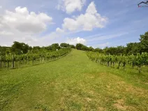 Prodej sadu/vinice, Bzenec, 2460 m2