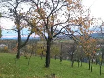 Prodej zahrady, Přílepy, 3492 m2