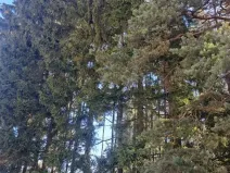 Prodej lesa, Strmilov, 1644 m2