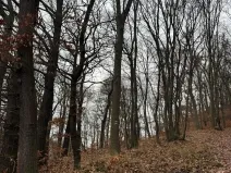 Prodej lesa, Ústí nad Labem, 9837 m2