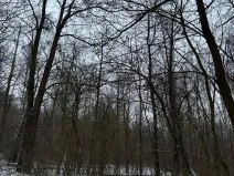 Prodej lesa, Kralupy nad Vltavou, 3462 m2
