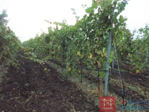 Prodej sadu/vinice, Borotice, 92655 m2