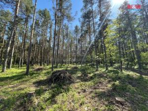 Prodej lesa, Boršov nad Vltavou, 23035 m2